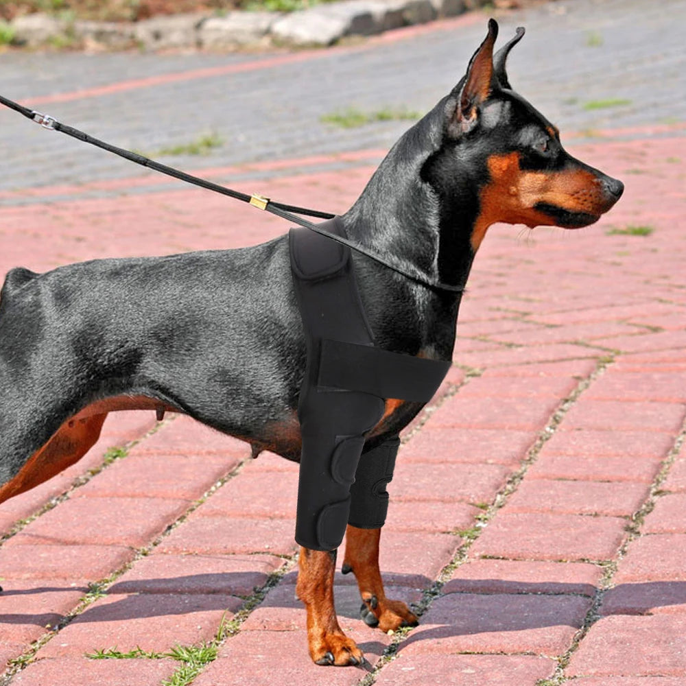 Dog Knee and Leg Brace – Supportive Joint Wrap for Injury Recovery and Arthritis Relief