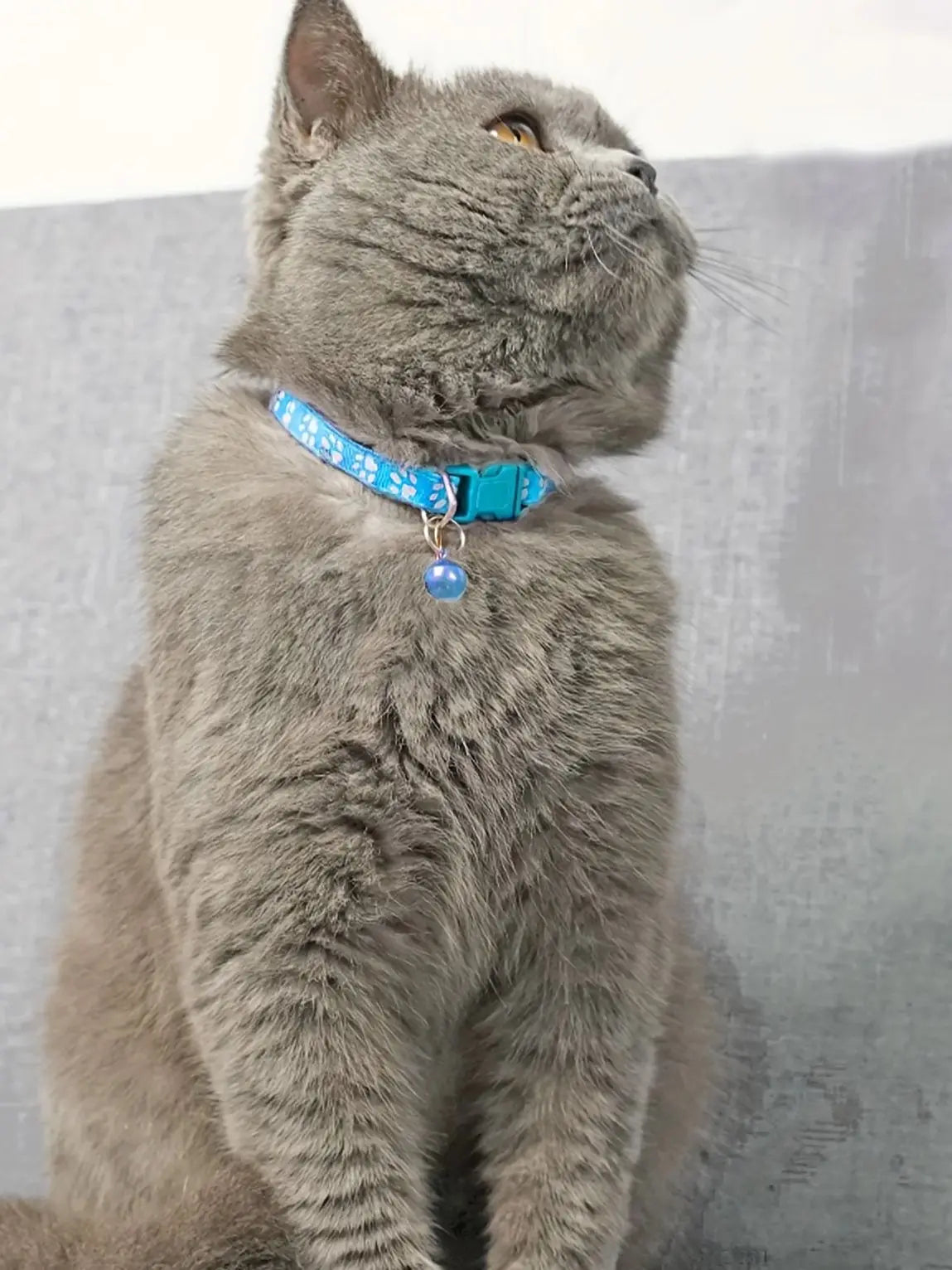 Adjustable Fashion Cat Collar with Bell