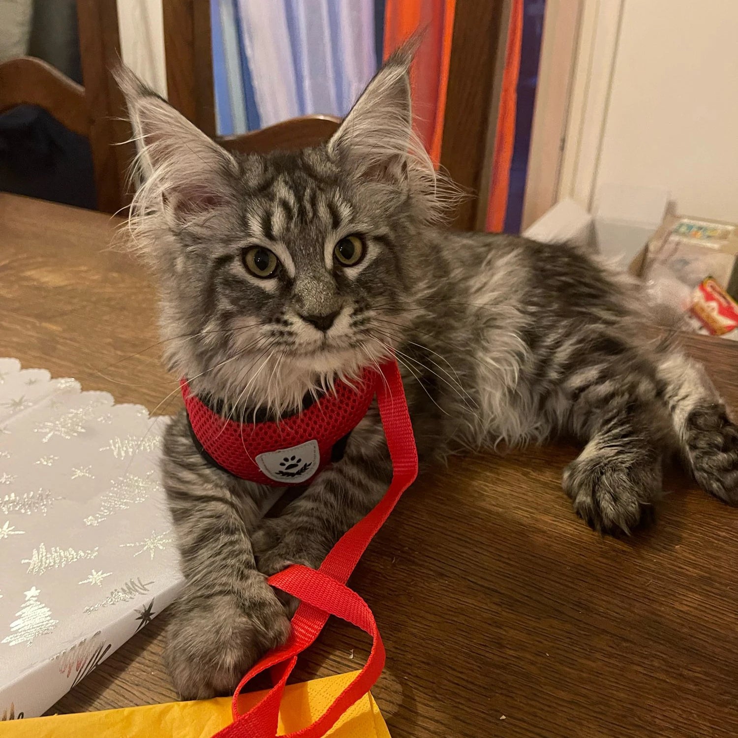 Adjustable Cat & Dog Harness Vest with Traction Rope Set