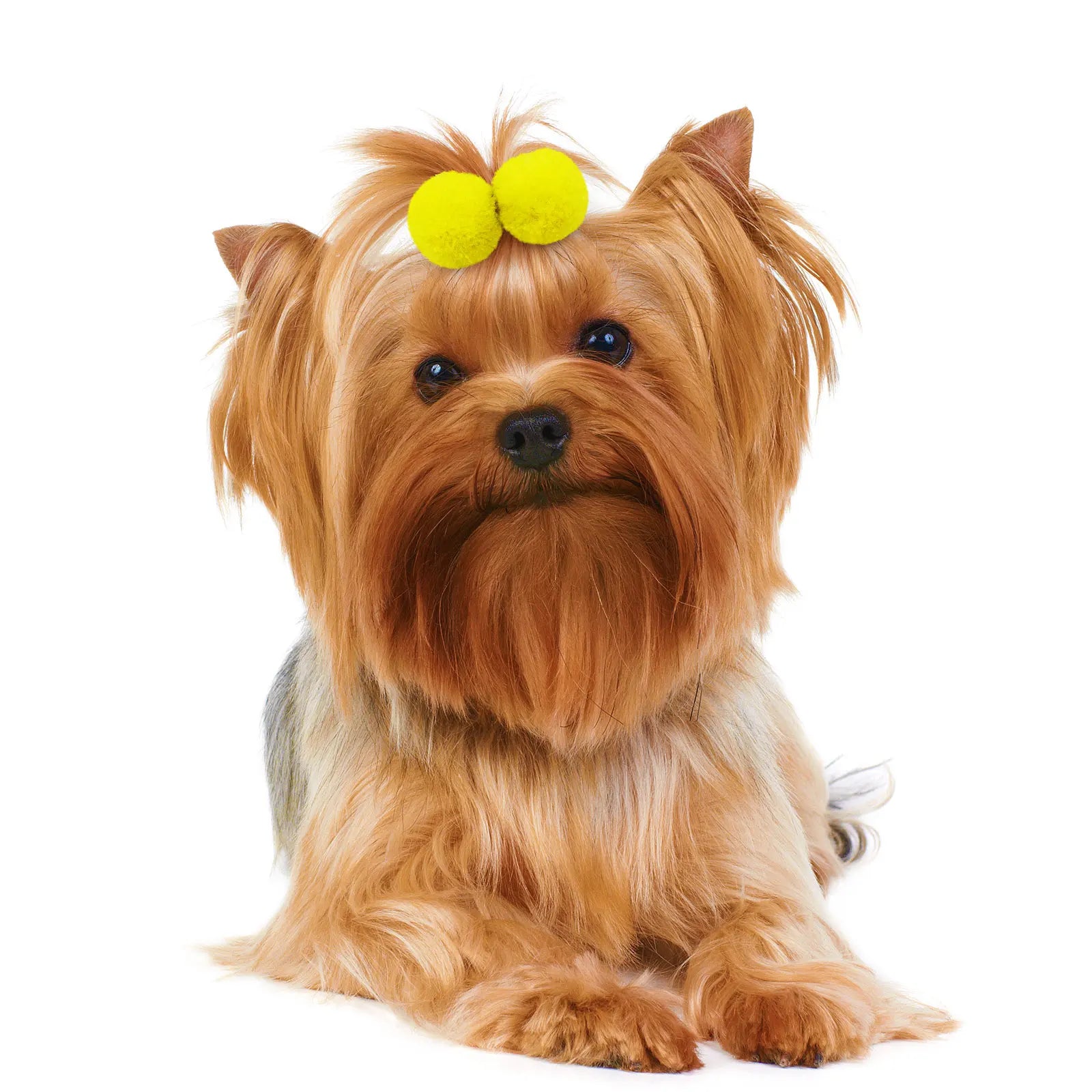 10pcs Pet Hair Bands with Plush Balls – Elastic Grooming Bows for Small and Medium Dogs and Cats