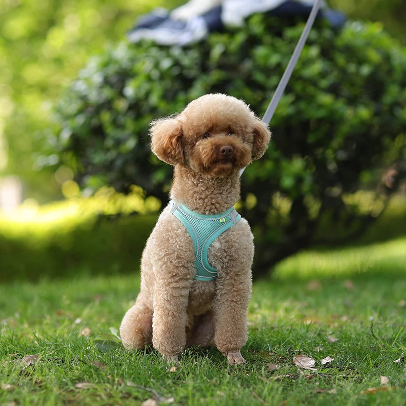 Product Description: Adjustable Dog Harness & Leash Set for Small Dogs