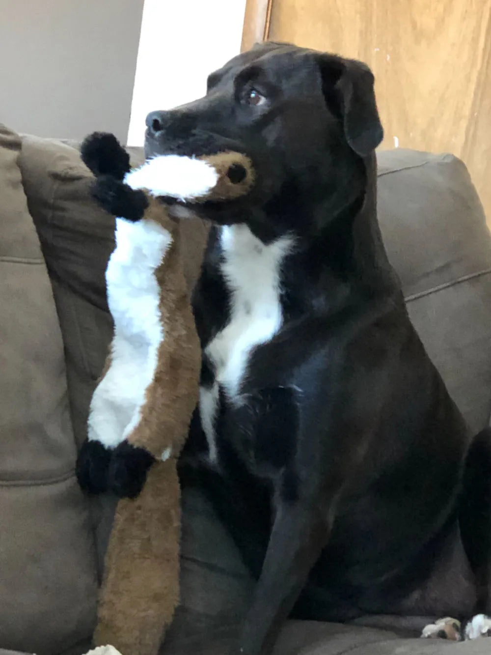 Stuffing-Free Animal Plush Dog Toy with Squeakers